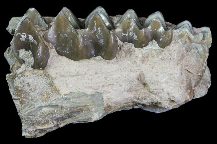 Oreodont Jaw Section - South Dakota #81938